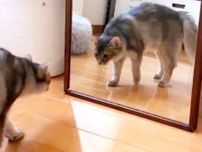 「や、やんのか!?」　鏡に映る自分に驚く生後6カ月の猫　恐々と近づく姿を収めた動画が22万再生され話題に