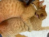 飼い主が思わず嫉妬するほどラブラブな2匹の元保護猫　前足を添えて一緒に眠る姿が可愛すぎる！