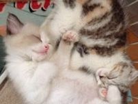 悲しみの中にいた飼い主の前で熟睡する2匹の子猫　無垢な寝顔に「心から癒された」