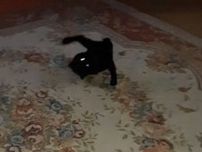 夜中にカーペットの上を転げ回って遊ぶ保護子猫　3年後も変わらない「激しい遊び方」にクスッとする！