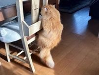 待って、猫が羽化しそう！椅子の背にじっととどまる猫の姿が話題