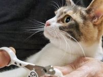 猫の爪切りが苦手な飼い主さんは約6割　爪切り嫌いな猫への対処法を獣医師が解説