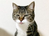 だっふんだあ！ ペロッと舌を出して“とぼけ顔”をする猫が話題、ユニークな写真が撮れた理由は？