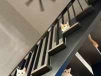 「ヤマトが来たときのねこたち」階段上から配達員さんをガン見する3匹の猫、興味津々な様子がかわいすぎる！