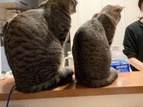 洗い物中の飼い主さんをじっと見守る2匹の猫　「シンクロした後ろ姿」にほっこり！