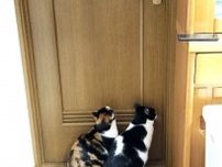 “パパ”を出待ちする2匹の猫、扉の前で座り込んで待つ姿がかわいすぎる！ 気になるこのあとの展開は？