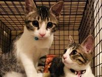 保護猫兄妹の2枚の写真を比較　お迎え当時から変わらない「可愛さと仲良しぶり」にほっこり！