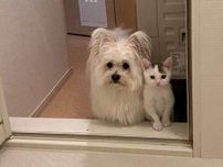 仲良くお風呂場をのぞく新入り保護子猫と先住犬、4カ月後にも同じ光景が!? 　2枚の写真を比較して成長を実感