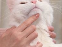 肉球を触られるのは嫌いな猫も？ 猫が触られて”うれしいトコロ・イヤなトコロ” 猫が心地よくなるスキンシップのコツは？