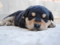 犬の睡眠時間は何時間？年齢・犬種でも違う睡眠について徹底解説