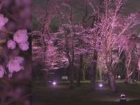 夜桜ライトアップ　佐倉城址公園