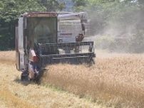 “麦秋の季節”に黄金色の麦の穂　刈り取りが最盛期　千葉県野田市