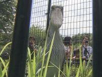 千葉市動物公園　７・8月の入園料２割引きに　料金変動制を試験導入