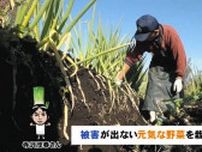 ＜スポットライト現場＞　松川町の農家「ゆうき給食とどけ隊」