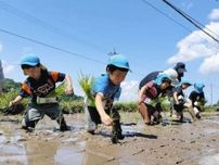 自然栽培米 田植え挑戦　南砺の中山間地 園児 生き物も観察