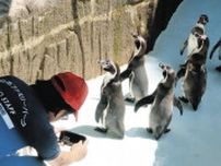 避難ペンギン 「元気でね」ファミリーパーク  受け入れ８羽返す 施設復旧　 のとじま水族館へ