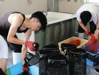 ウニの放卵防ぐため 学校艇庫に200個移す　養殖取り組む氷見高生