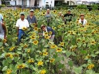 田んぼアートに区切り　白脇の会、新たな挑戦