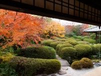 今が見頃♪赤く染まった床もみじが美しい愛知・安城市「丈山苑」へ〜日本庭園の美しさを堪能〜