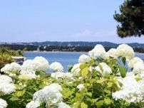 横浜・八景島シーパラダイス「あじさい祭」開催へ！　生きものと花々のコラボなど実施