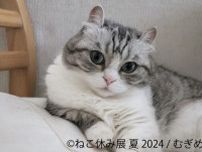 東京で「ねこ休み展」開催へ！　新たなスター猫の展示や限定ポップアップを実施