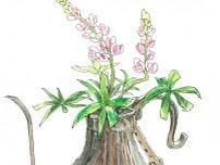 【4月19日の花】ルピナス  「昇り藤」という雅な和名を持つ花