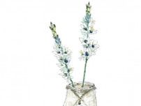 【4月27日の花】アクアマリン  宝石のような透き通ったブルーが美しい