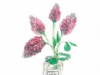 【5月10日の花】ベニバナツメクサ  イチゴに似た花をジャムの空き瓶に