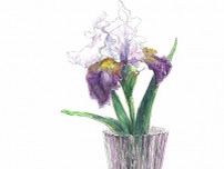 【5月11日の花】ジャーマンアイリス  フリルの付いた蘭のような優美な花姿