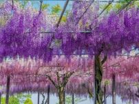 【2024年版】春のおでかけ案内  「藤棚・藤の花」の名所20選  幻想的な紫の絶景に没入できる！