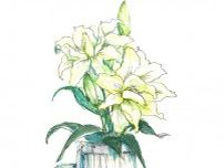 【6月1日の花】カサブランカ  祝福の月の初日は純白の大輪を