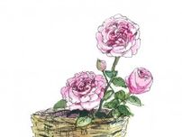 【6月2日（バラの日）の花】  芳香広がるダマスクローズをカゴに