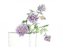 【6月14日の花】紫色のクレマチス  雅な“つる植物の女王”を白い器に