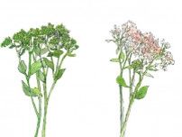 【6月16日の花】セダム  ブロッコリーに似た姿のお洒落な葉物