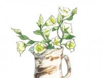 【6月17日の花】セシルグリーン  可憐な一重咲きのリシアンサス