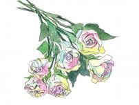 【6月28日の花】レインボー色のバラ  花言葉は「無限の可能性」！
