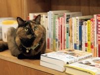 【写真多数】看板猫に会いに行こう！ 猫専門の書店、“番頭猫”の待つ銭湯… 〈接客上手な保護猫たちを直撃！〉