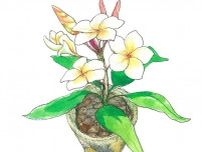 【7月13日の花】神聖な花プルメリア  南国へ誘う甘い香り。花言葉は「美」