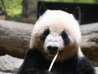 双子パンダの食事に昆虫やトマトが。 食べる姿が見られたらラッキー!?  新メニューの反応を上野動物園に直撃