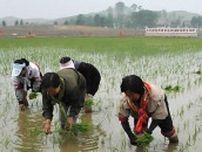 北朝鮮の農場「非耕地」を有料で貸し出し…営農コスト賄う