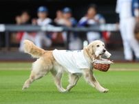 エスコンにボール犬登場　始球式のボール運びもあらら逆戻りにスタンド爆笑　ＳＮＳもほっこり「ボールドッグ可愛い〜」「ミッキーを思い出したよ」