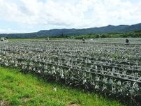 ポスト・コットンは「パイナップルの葉」？　沖縄発ベンチャーが挑む新天然繊維の可能性