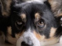 犬は「隠れた痛み」を抱えている？　慢性痛の原因や見抜き方を解説