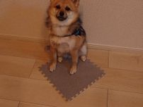 「別の場所から持参したカーペット」を敷いて座る犬が賢いと話題に！冷たいフローリングが嫌だった！？