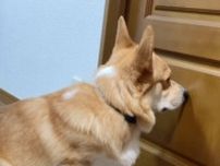 ドアに鼻先をくっつけている犬　「オンライン面談中」の飼い主を隣の部屋で待つ犬の様子は？