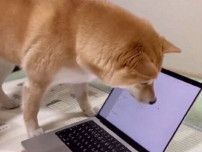 飼主さんが動かすパソコンのカーソルを「虫」だと思って追いかける犬　「豪快で可愛らしい姿」に思わず爆笑