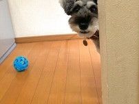 「進入禁止」のキッチンにいる飼い主と遊びたい犬　約束を守りながらの可愛い「お誘い」にキュン！