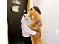 帰宅したお父さんに抱きつく秋田犬　全力のお出迎えの様子が「まさに忠犬の鏡」「感動の再会シーン」
