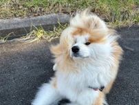 風でなびくフサフサの被毛がエレガント　美しく流れる毛並みが神々しい秋田犬が話題！