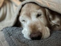 飼い主さんとの日課である“おやすみ前のタッチ”をしなくなった犬　理由がかわいすぎた！